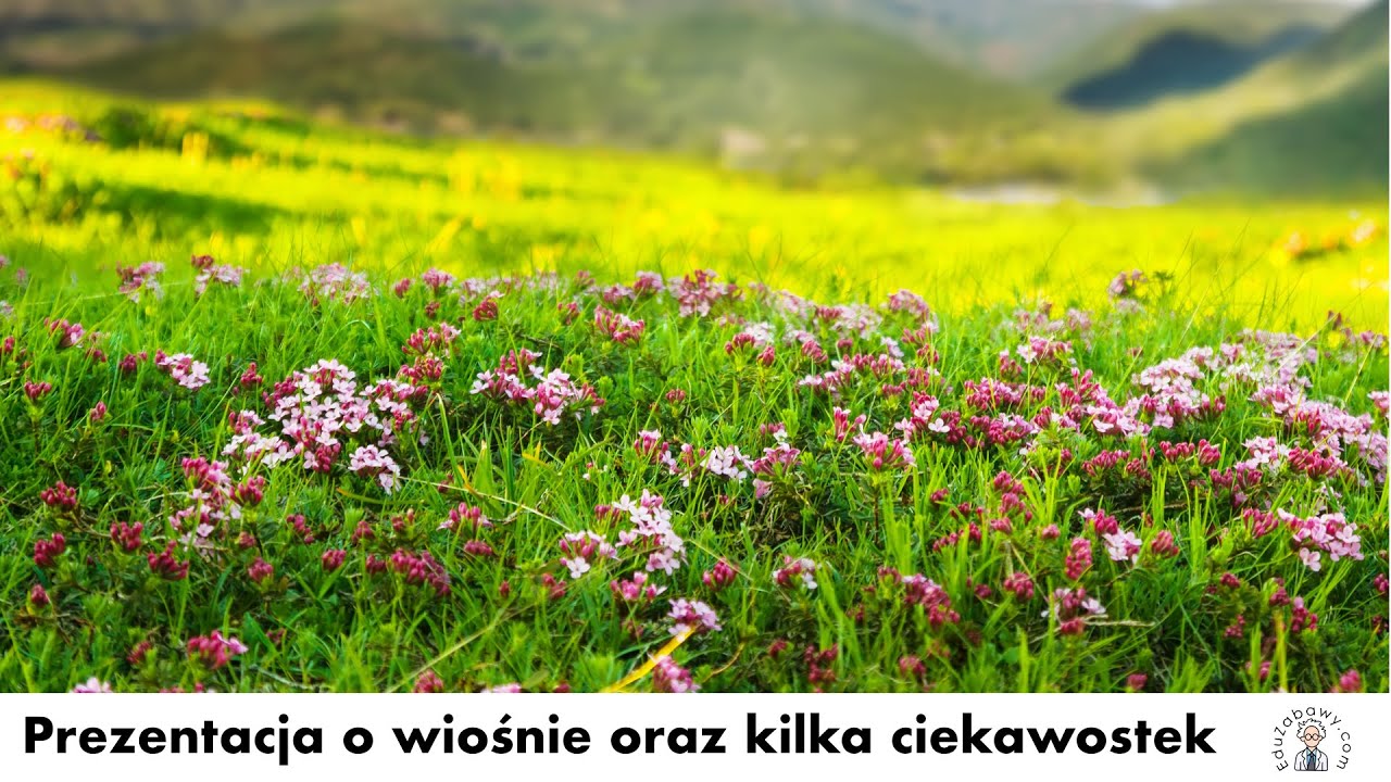 Prezentacja o wiośnie oraz kilka ciekawostek dla dzieci, uczniów. Film Film Dla Dzieci O Wiosnie