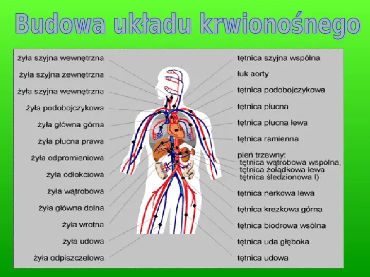 Prezentacja układ krwionośny człowieka - Świat prezentacji Uklad Krwionosny