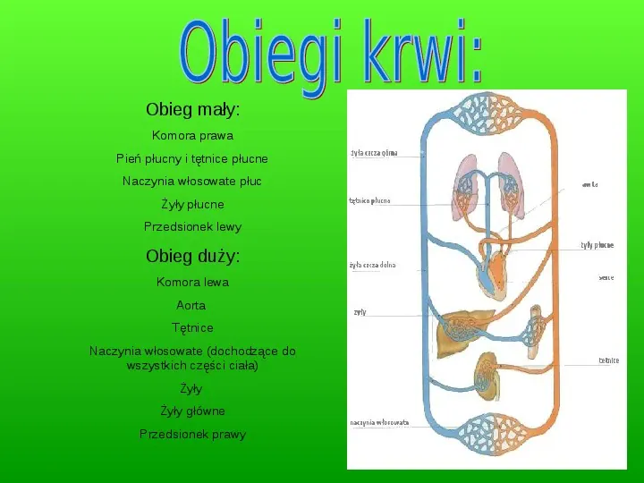 Prezentacja układ krwionośny człowieka - Świat prezentacji Uklad Krwionosny Test Klasa 7