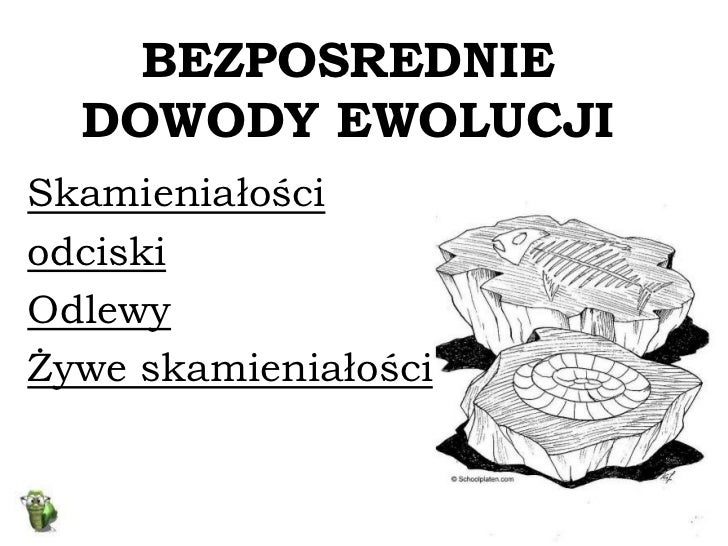 Zaznacz Punkt W Ktorym Podano Tylko Bezposrednie Dowody Ewolucji