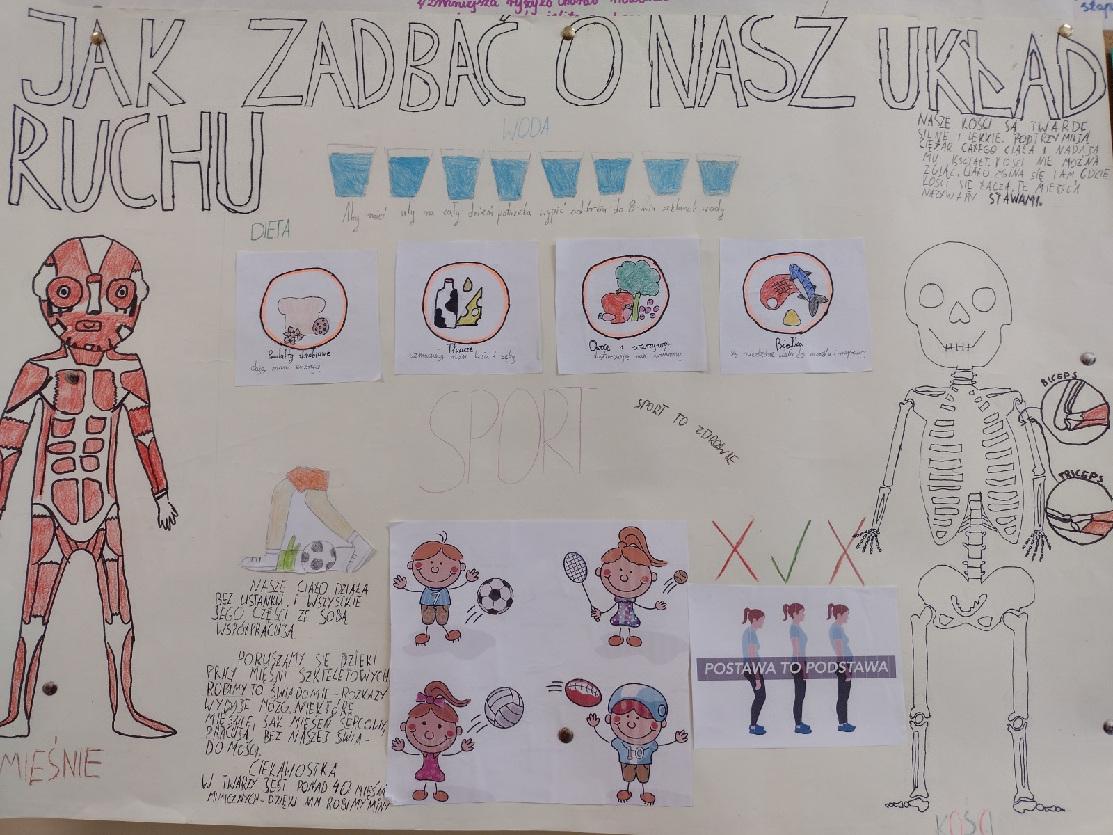 Projekt „Jak możemy dbać o nasz układ ruchu” – Szkoła Podstawowa w Bibicach Uklad Ruchu Sprawdzian 2 Liceum