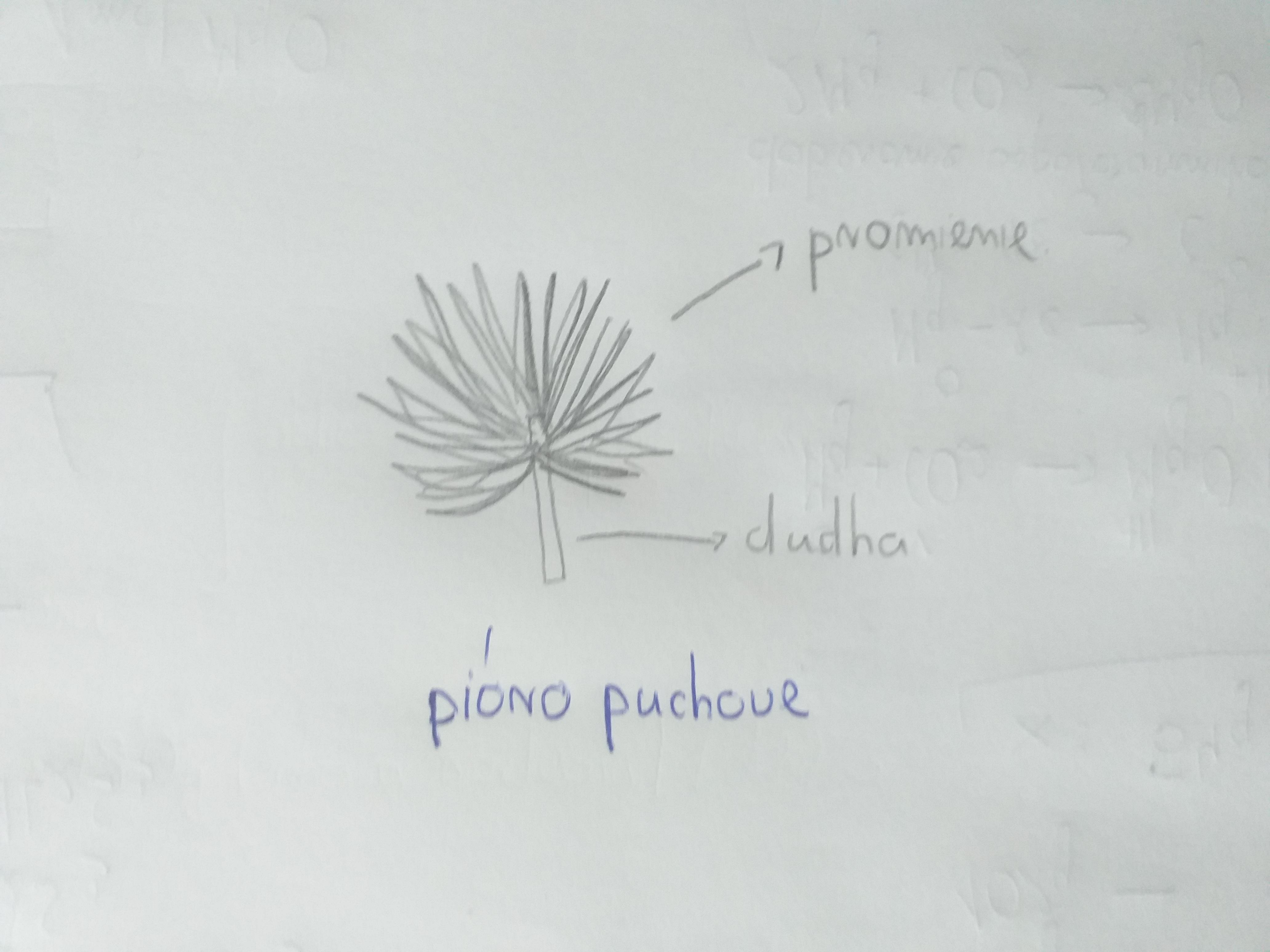 Proszę o pomoc i szybką odpowiedź. Ćwiczenia biologia klasa 6 str.99 Narysuj Pioro Okresl Jakiego Jest Rodzaju I Podpisz Jego Elementy