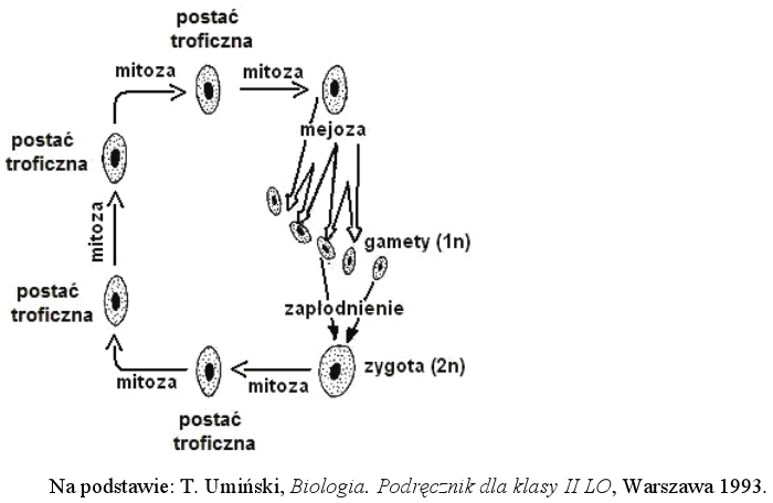 Schemat Przedstawia Cykl Rozwojowy Listownicy