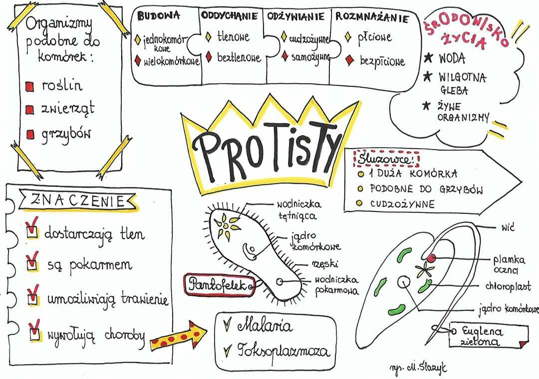 Protisty | Biologia, Maturo, Scuola Sprawdzian Z Protisto