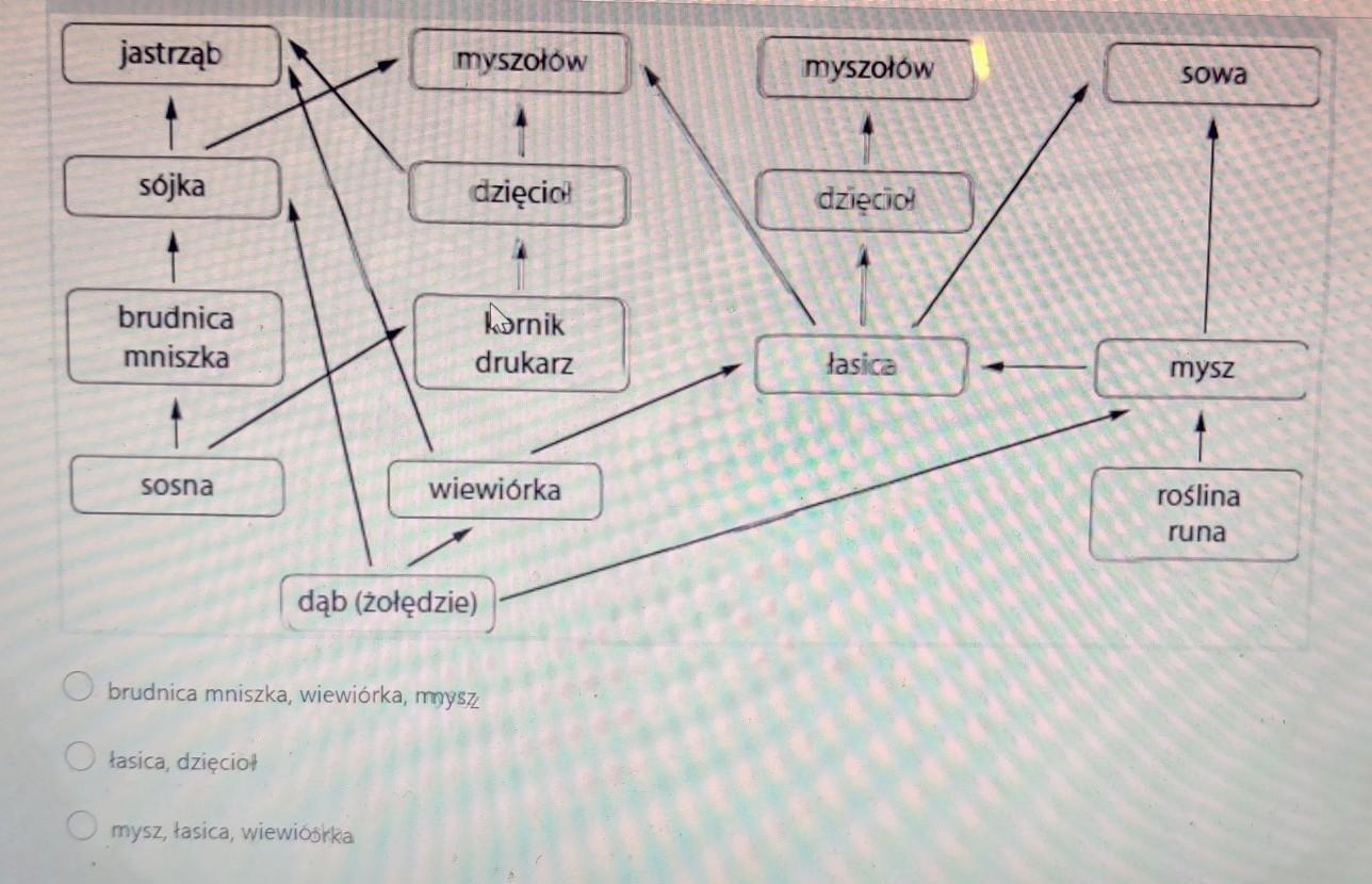 przeanalizuj schemat sieci pokarmowej i dokończ zdanie. konsumentami II Przeanalizuj Schemat Sieci Pokarmowej I Odpowiedz Na Pytania