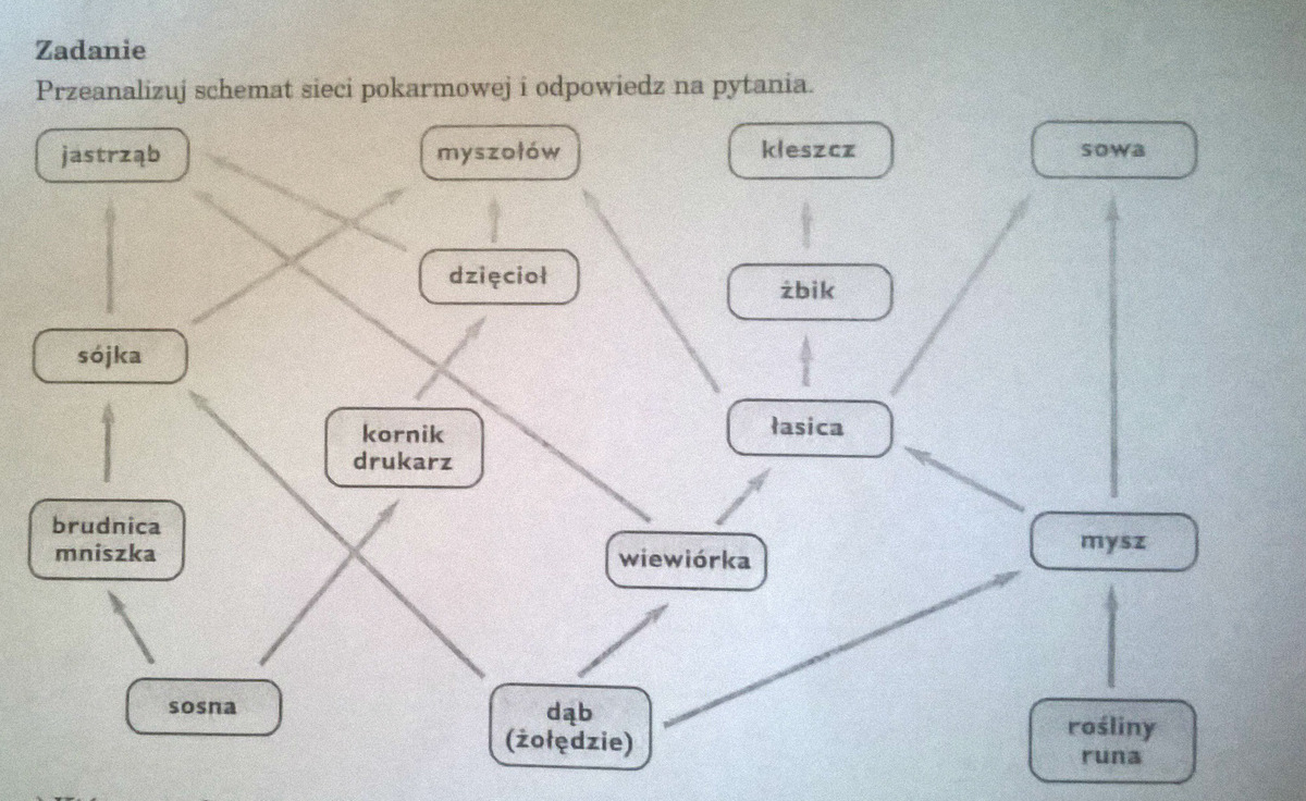 Przeanalizuj Schemat Sieci Pokarmowej I Odpowiedz Na Pytania