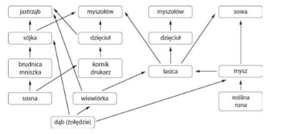 Przeanalizuj schemat sieci pokarmowej i odpowiedz na pytania. a) Które Przeanalizuj Schemat Sieci Pokarmowej I Odpowiedz Na Pytania
