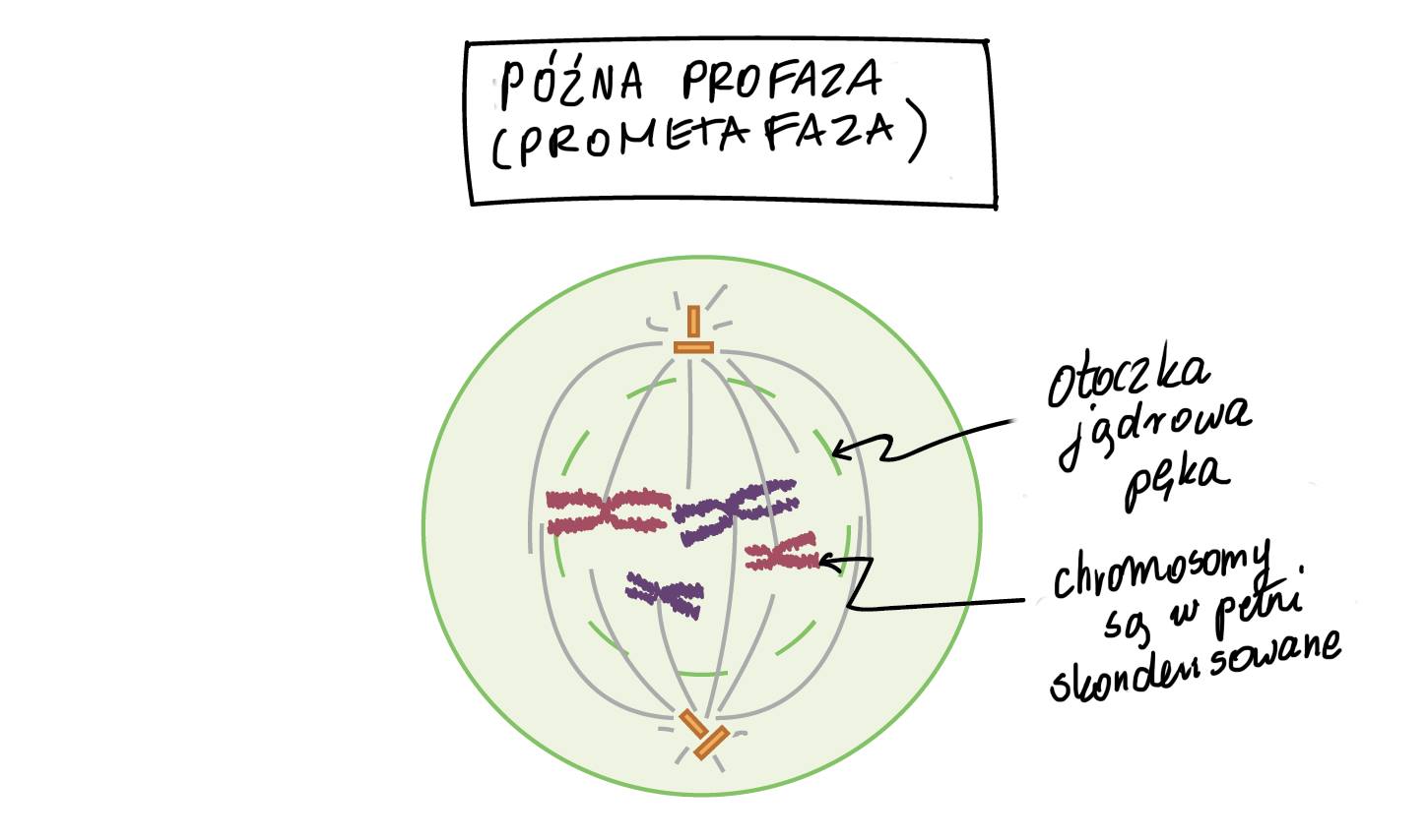Przed Mitoza W Okresie G2