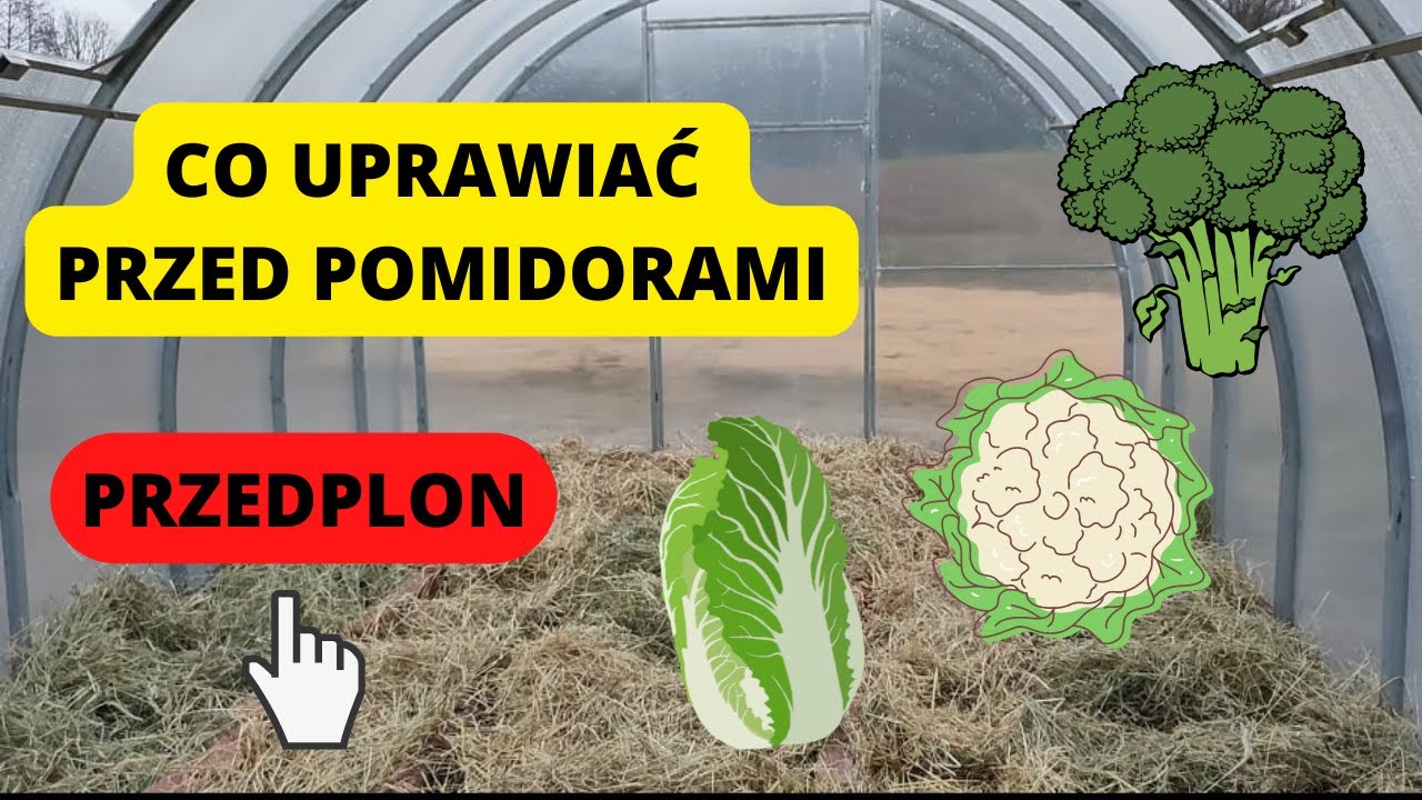 PRZEDPLON DLA POMIDORÓW. Siew na wczesny zbiór #kalafior #kapusta # Najgorszy Przedplon Dla Pszenicy Ozimej