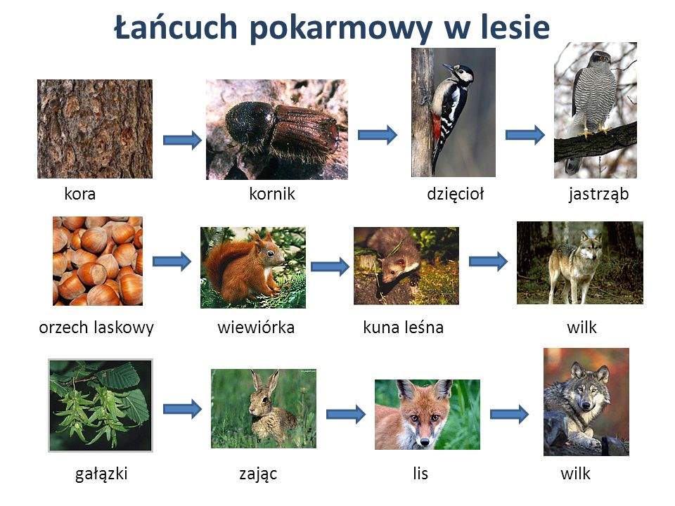 Przykłady łańcuchów Pokarmowych W Lesie
