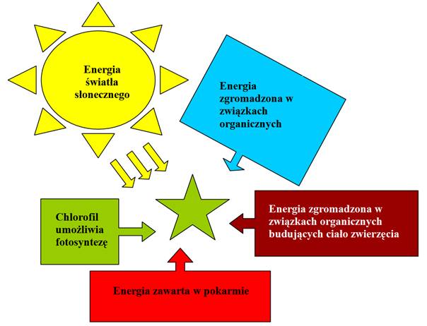 Przemiana materii i energii podstawową cechą życia - Zoologia - Bryk.pl Jak Organizmy Uzyskują Energię