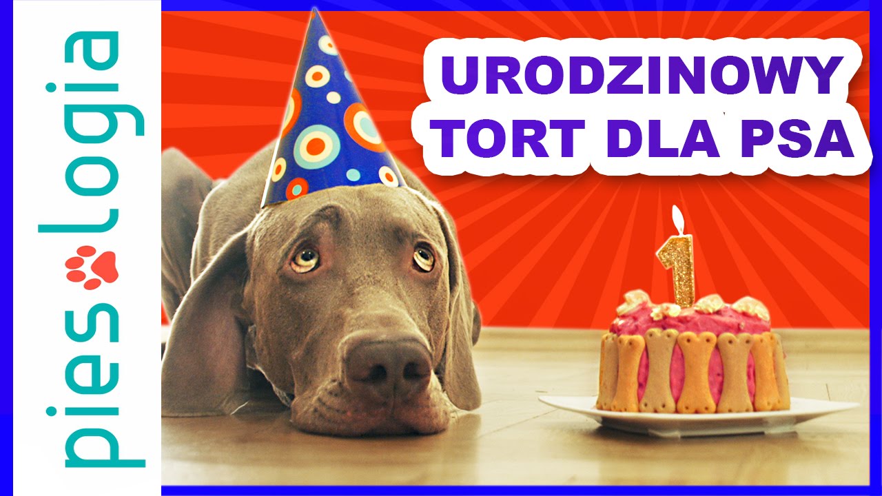 Przepis Na Tort Dla Psa
