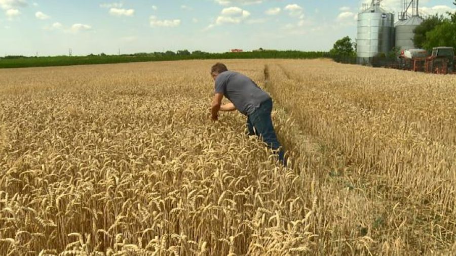 Przez miesiąc rolnicy mogą wnioskować o rekompensaty za produkty, za Rekompensaty Za Węgiel Dla Górników