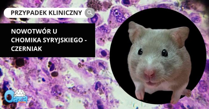 Ile Trwa Ciąża U Chomika Syryjskiego