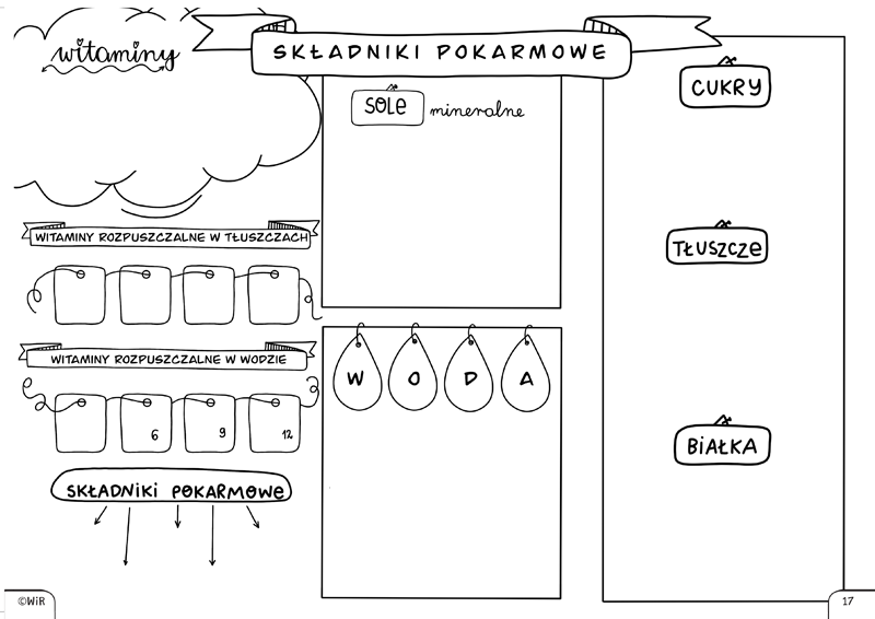 Przyroda. Graficzne karty pracy dla klasy 4 Wydawnictwo WiR - sklep Karty Pracy Dla 4
