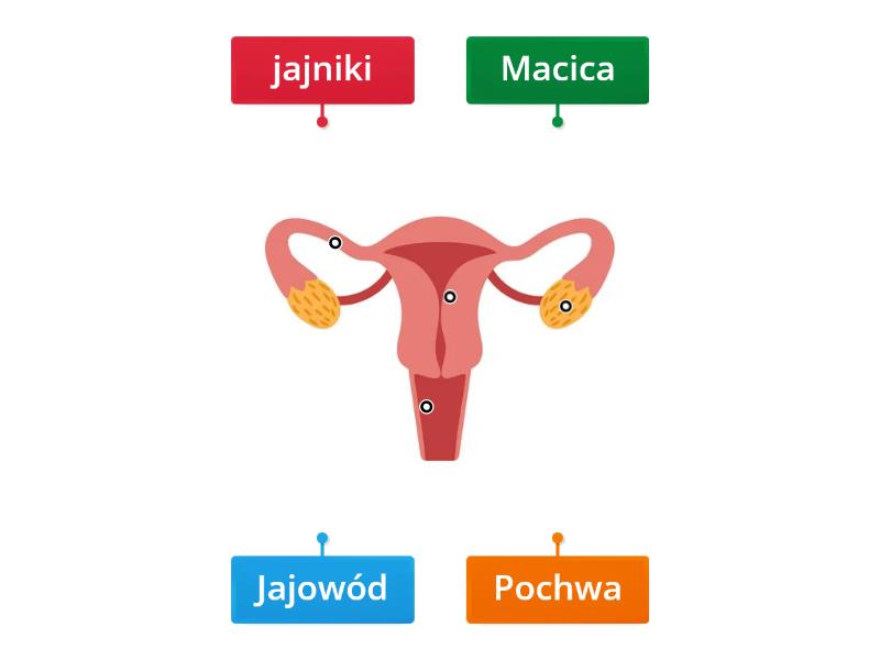 Przyroda klasa 4 układ rozrodczy żeński - Labelled diagram Test Z Przyrody Klasa 4 Dzial 4 Uklad Rozrodczy