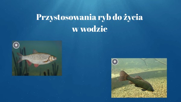 Przystosowania ryb do życia w wodzie Ryby Przystosowanie Do życia W Wodzie