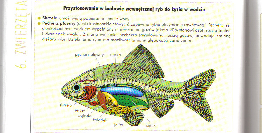 Przystosowanie ryb i plazow do zycia w wodzie. - Brainly.pl Wymień Cztery Przystosowania Ryb Do życia W Wodzie
