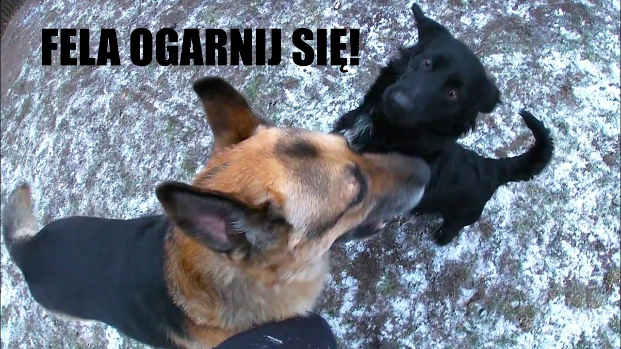 Psiarnia przy pracy | Szczury na szkodzie - YouTube Działanie Na Szkodę Drugiej Osoby