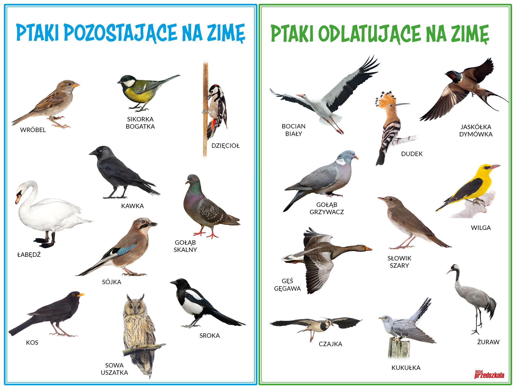 Dlaczego Ptaki Opuszczają Polskę Jesienią