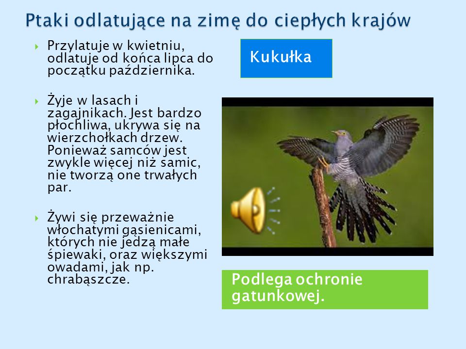 Czy Sójka Odlatuje Do Ciepłych Krajów