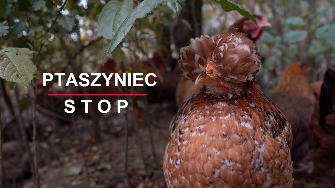 Ptaszyniec, pasożyty u kur. Najlepsze, pewne i łatwe rozwiązanie 100% Nicienie Płucne U Psa Leczenie