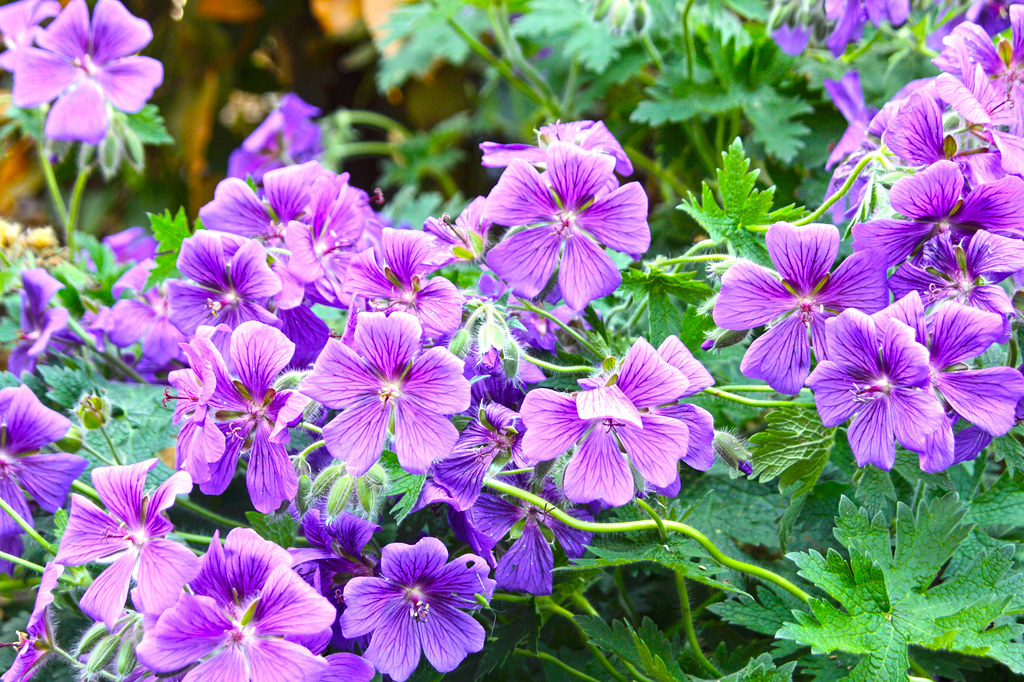 Purple Geranium_HDR2 | Bunch of beautiful purple Geranium in… | Flickr Geranium Na Szumy W Uszach