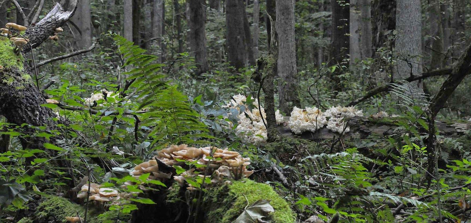 Puszcza Białowieska: Grzyby w Puszczy Naturalne Zbiorowisko Roślinne W Puszczy Białowieskiej
