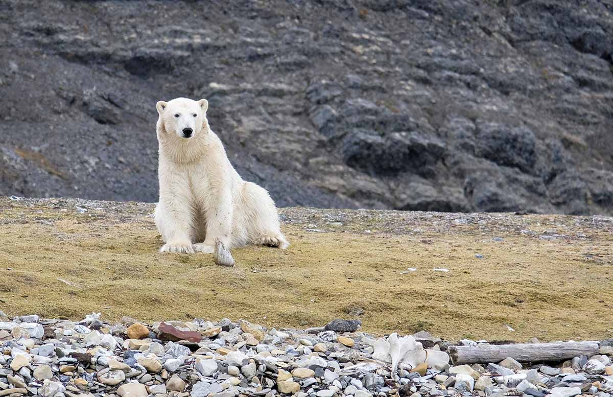 Que Cache L Ours Polaire Sur La Plage