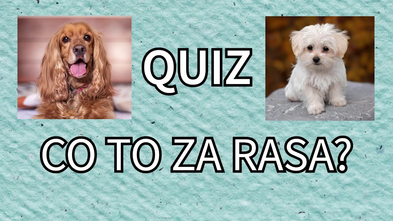 Quiz: rasy psów - YouTube Quizy O Psach Jakim Psem Jesteś