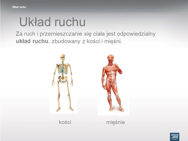 Quiz Szkielet i mięśnie umożliwiają ruch | Santé, Anatomie Szkielet I Miesnie Umozliwiaja Ruch Klasa 4