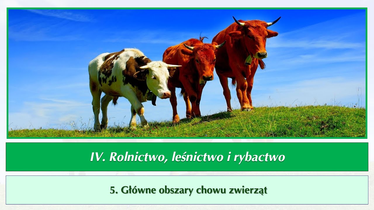 Choroby Królików Podstawy Chowu I Hodowli
