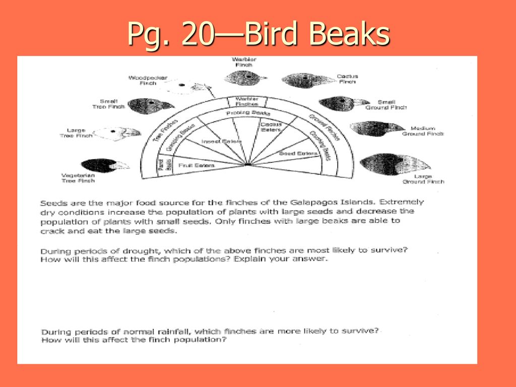 Rainfall And Bird Beaks Gizmo Answer Key