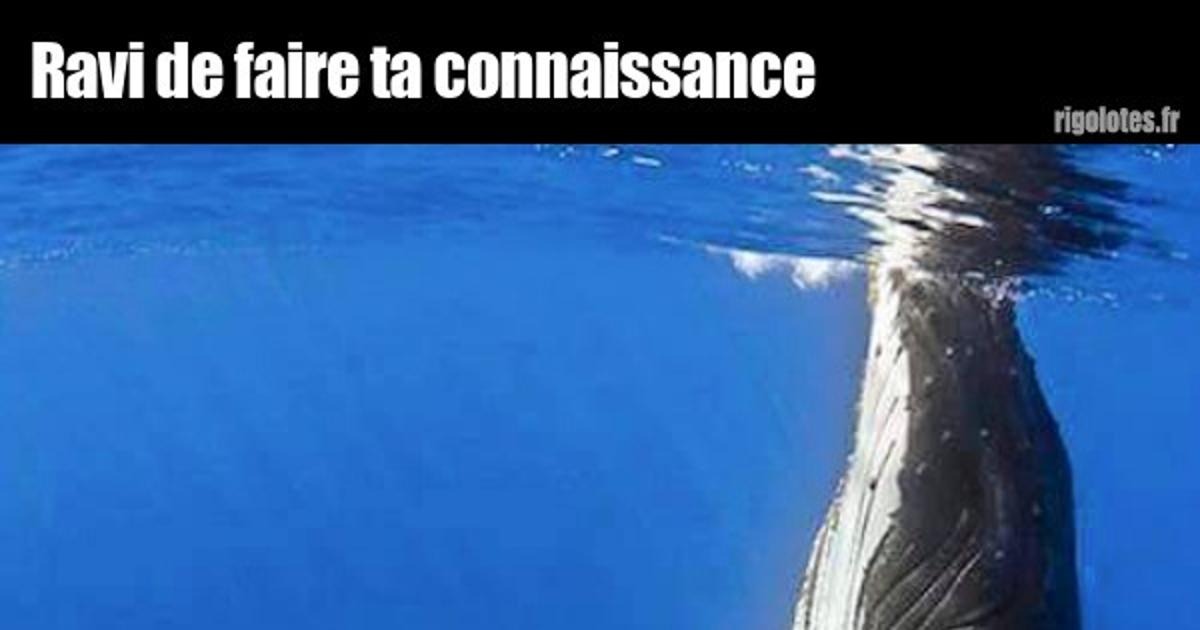Ravi de faire ta connaissance - Blagues et les meilleures images drôles! Je Suis Ravie De Faire Ta Connaissance