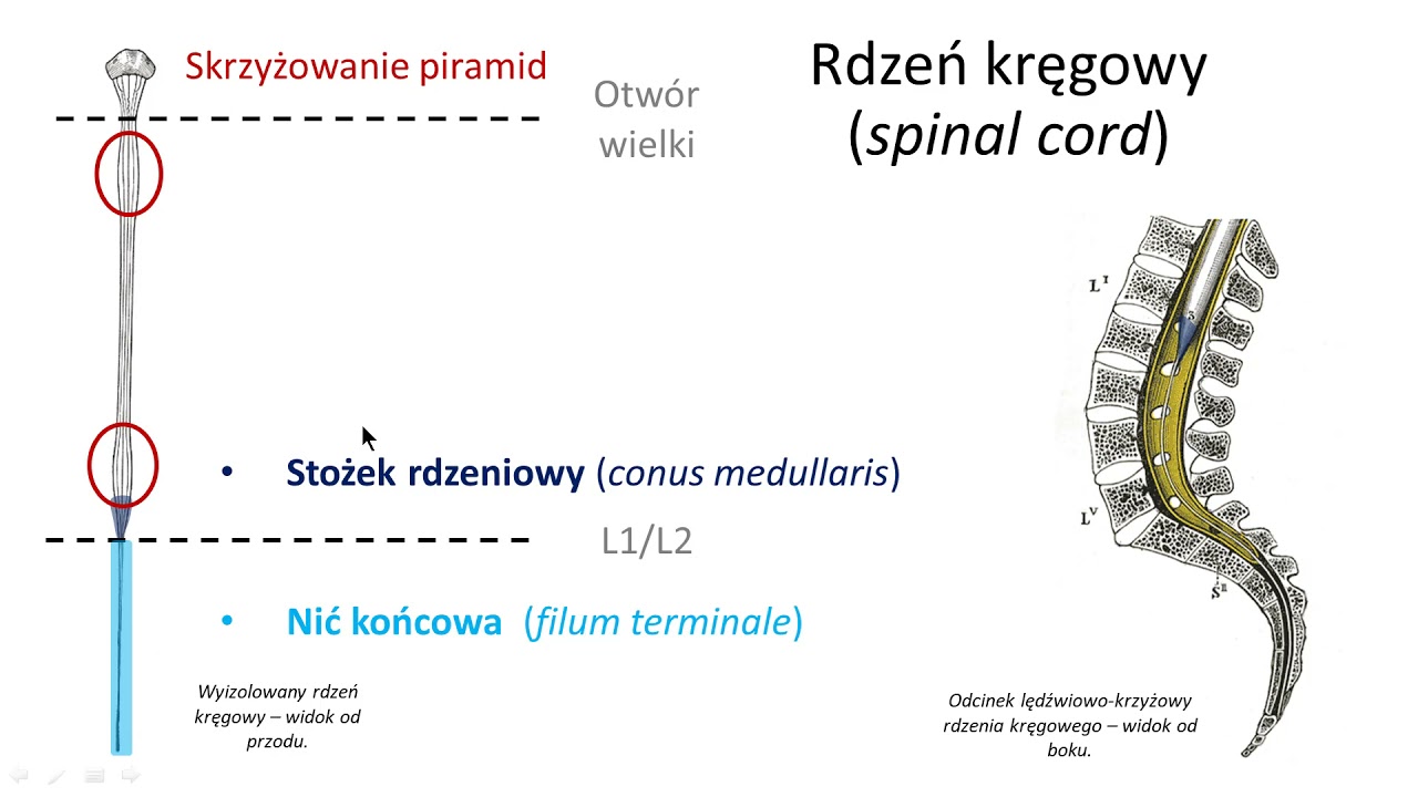 Rdzeń kręgowy (wstęp) - YouTube Przerwanie Rdzenia Kręgowego W Odcinku Piersiowym