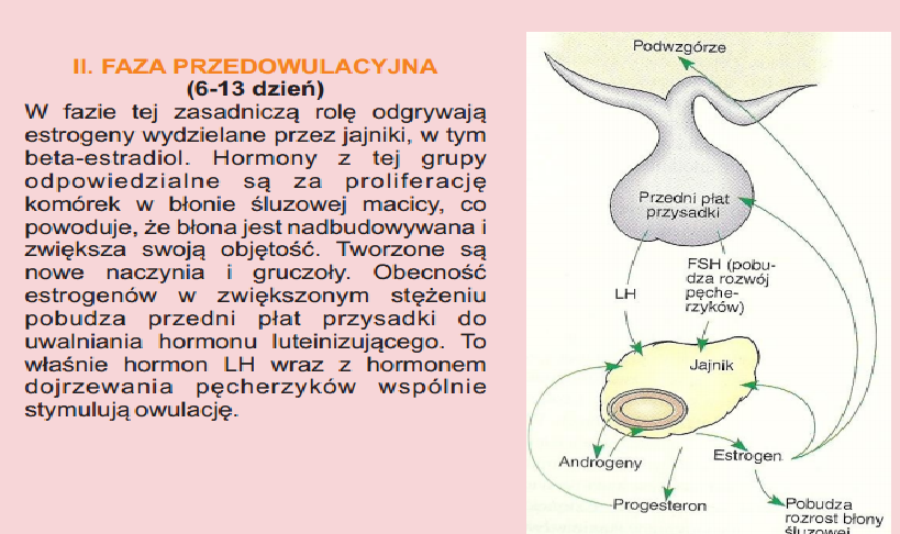 Rysunek Przedstawia Regulacje Hormonalna Cyklu Miesiaczkowego