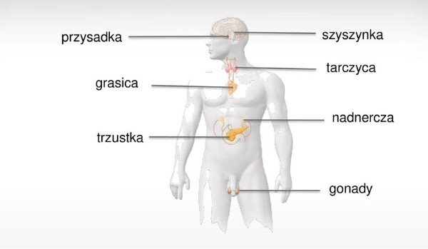 Regulacja nerwowo-hormonalna | sameQuizy Regulacja Nerwowo Hormonalna Sprawdzian Puls życia 2 Odpowiedzi