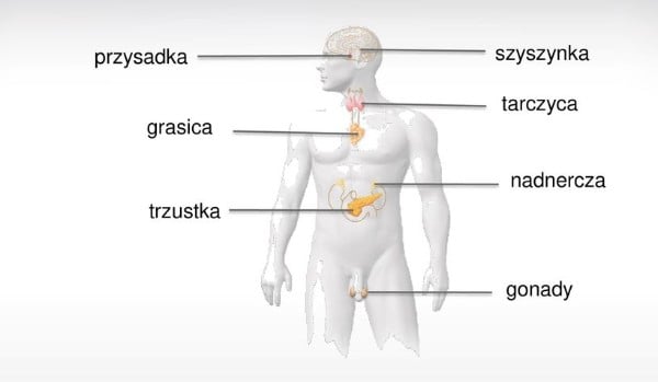 Sprawdzian Regulacja Nerwowo Hormonalna