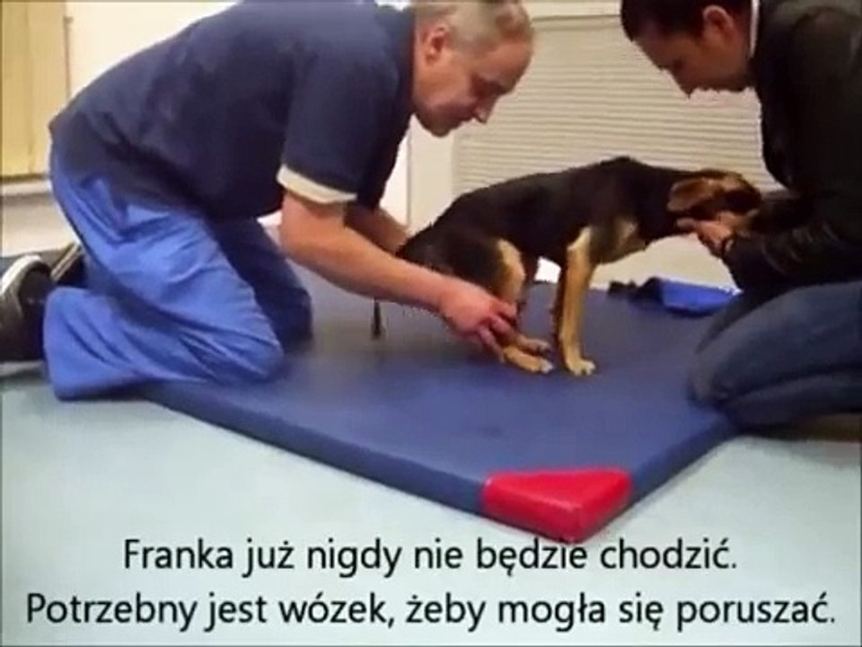Usunięcie śledziony U Psa Rokowania