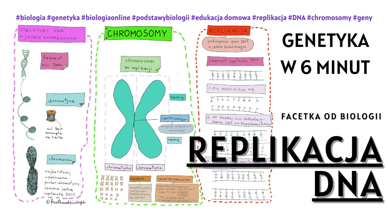 Replikacja DNA | Genetyka - podstawy | Biologia 8 klasa | Film Biologia Klasa 8 Podręcznik Nowa Era