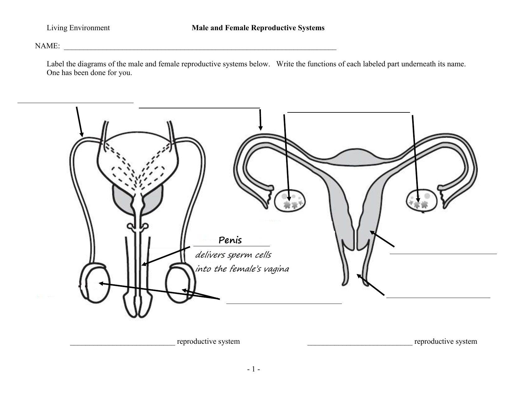 Exercise 27 Anatomy Of The Reproductive System