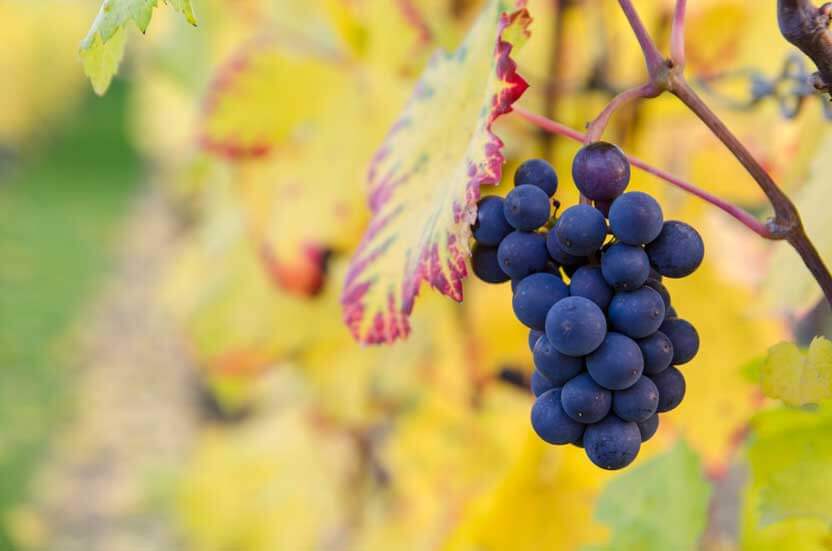 Resveratrol Benefits - Epsilon Life Resveratrol Działanie I Znaczenie Kliniczne
