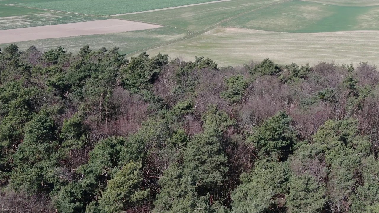 Rezerwat Przyrody Cisy Nad Czerską Strugą