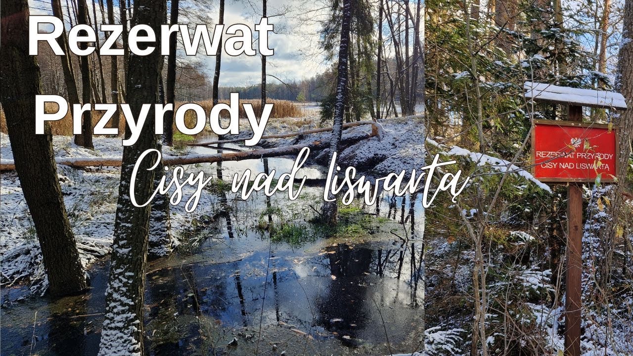 REZERWAT PRZYRODY Cisy nad Liswartą/ DRONE 4K - YouTube Rezerwat Przyrody Cisy Nad Czerską Strugą