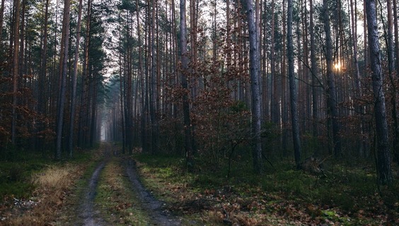 Rezerwat Przyrody Szachownica