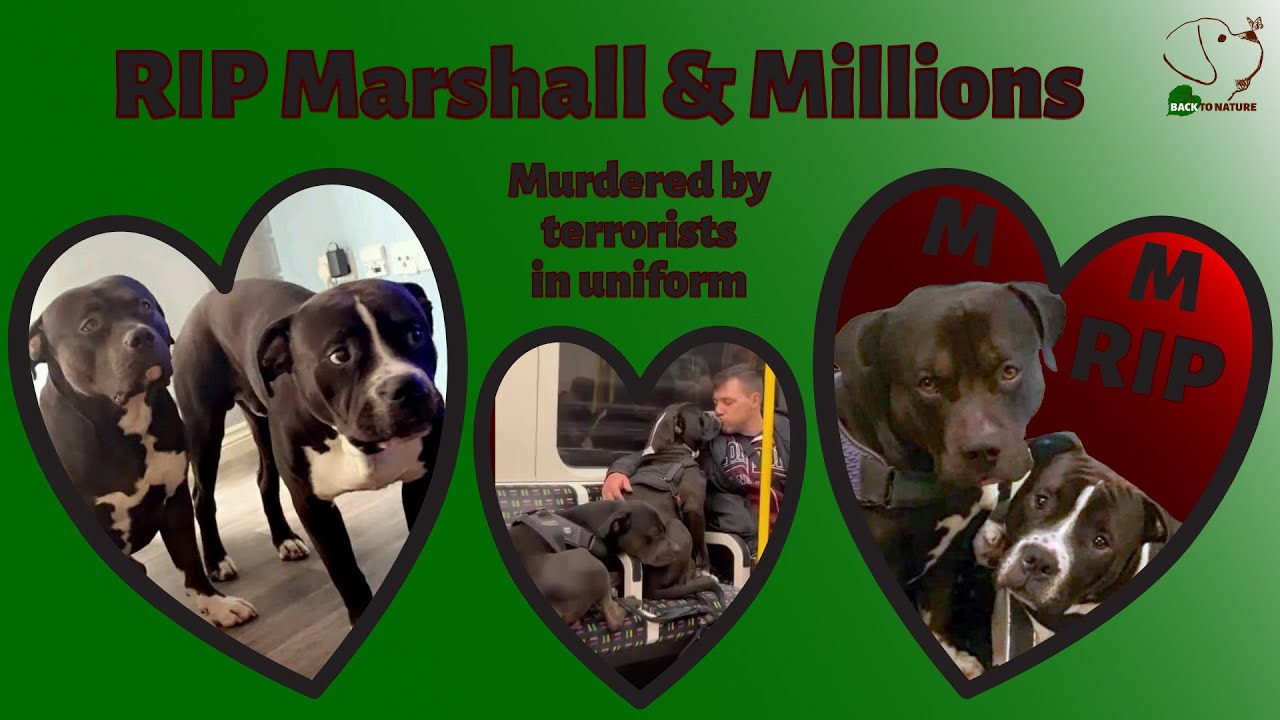 Marshall And Millions Co Sie Stalo