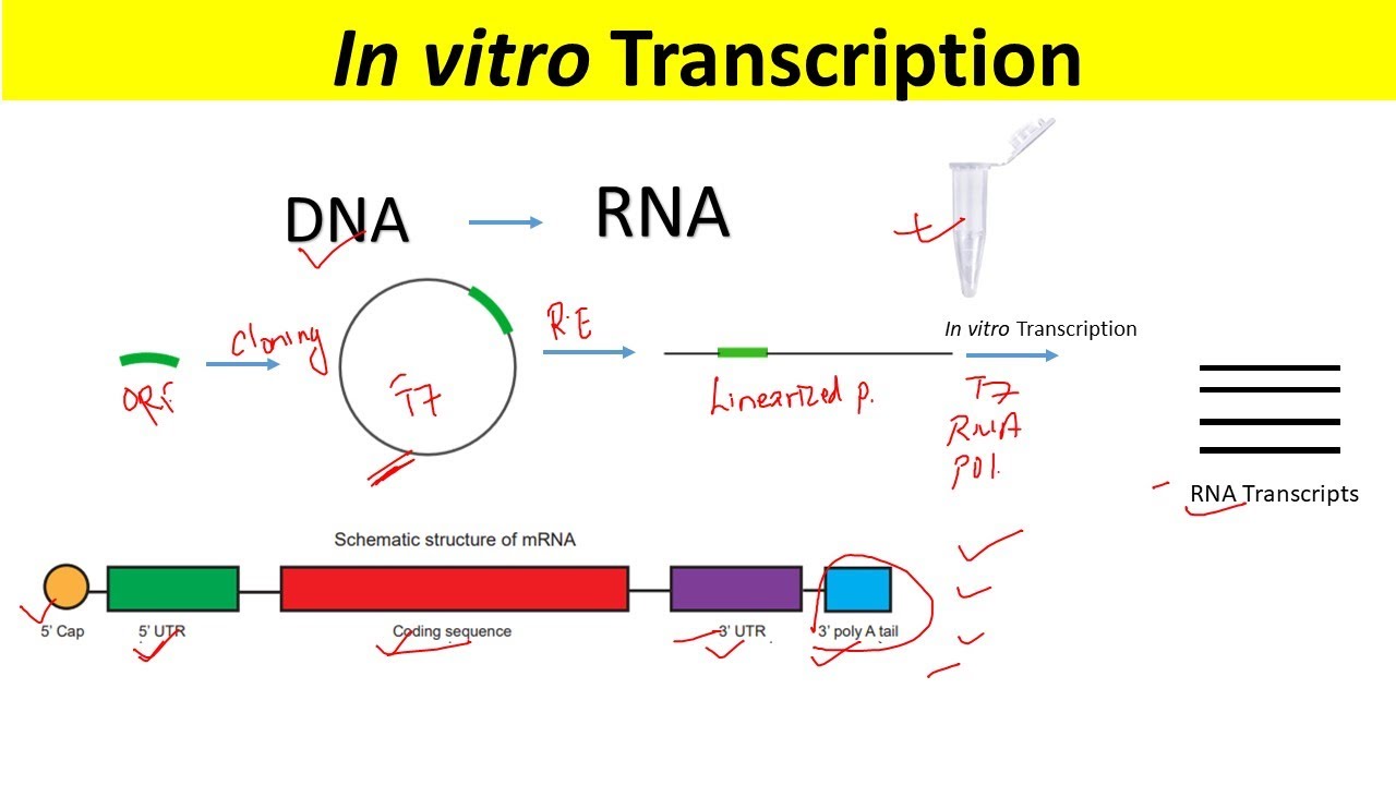 RNA Synthesis by In Vitro Transcription and Optimization of IVT mRNA Czystość Pochwy A In Vitro
