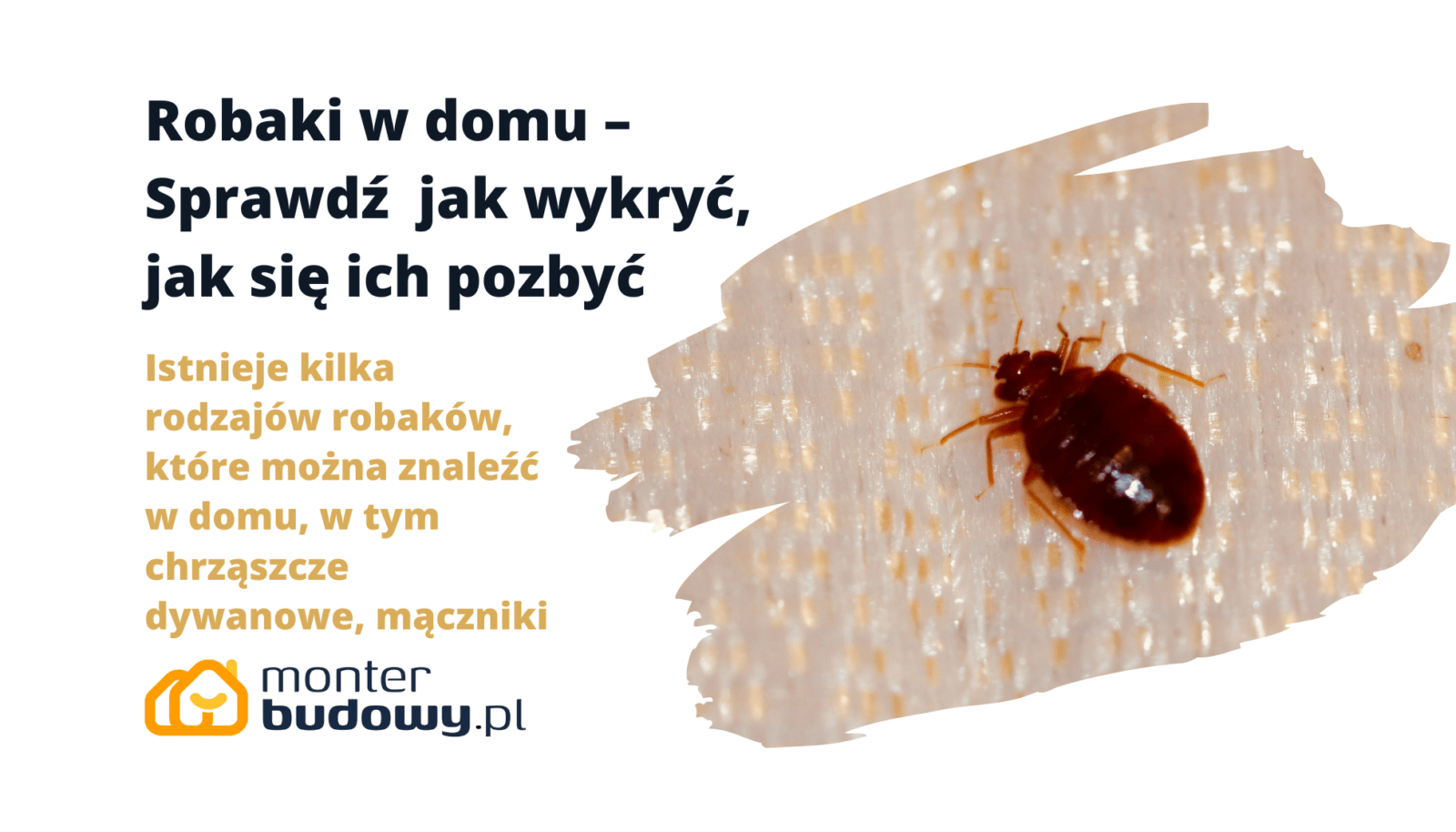 Robaki w domu – jak wykryć, jak się ich skutecznie pozbyć? Dlaczego Robak Prosi O Przybycie Księdza