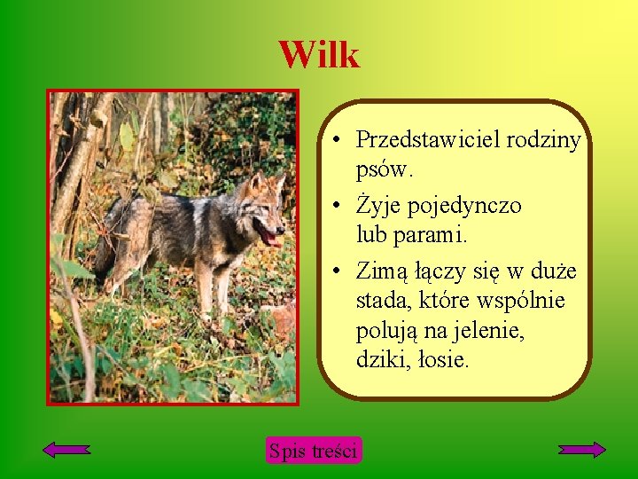 Rośliny I Zwierzęta Chronione W Polsce Wikipedia