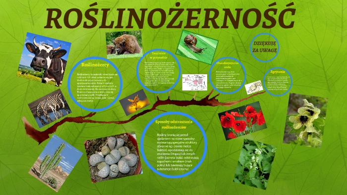 ROŚLINOŻERNOŚĆ by Tomasz Furman on Prezi Roslinozernosc